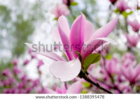 Beautiful magnolia flower on nature background. Earth Day concept