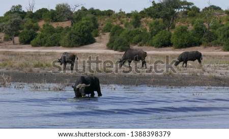 Africa Safari in National Park, Botswana