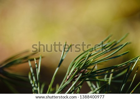 close uo macro image of pine tree fresh leaves blooming in spring