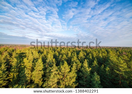 fields and forests covered in mist in late autumn. green dull colors