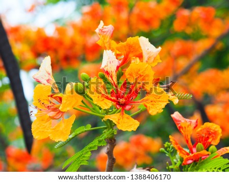 Bright yellow and orange of Flam-boyant flowers blossoming in the summer of Thailand