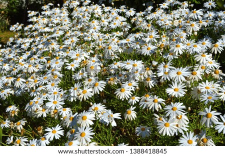 Close-up of a Beautiful White Daisy Bush in Bloom, Nature