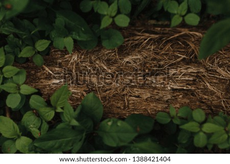 Dried grass and fress green keaves as a background with the place for your text