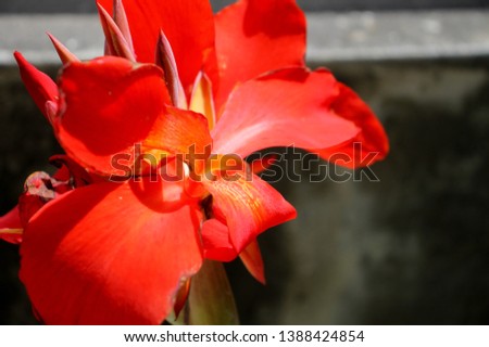 Type and color of Canna plant