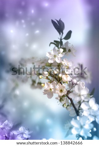 Cherry blossoms /Flowers of the cherry blossoms on a spring day/