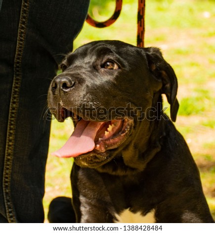 Little puppy cane corso playing