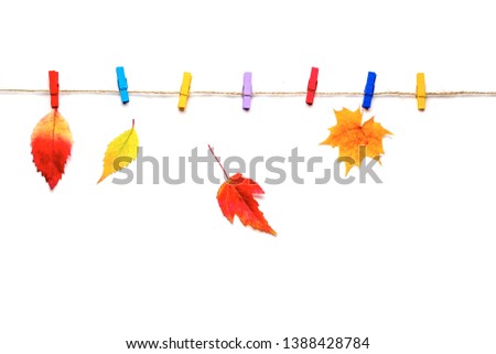Multicolored autumn leaves on clothespins, isolated on white background.