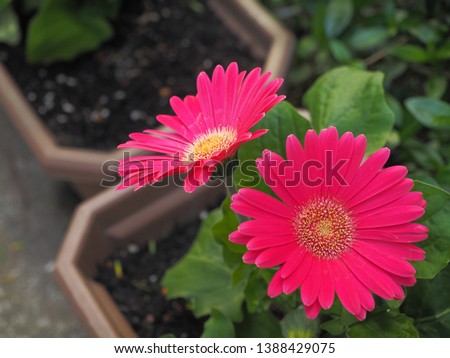 Picture of red gerbera flower