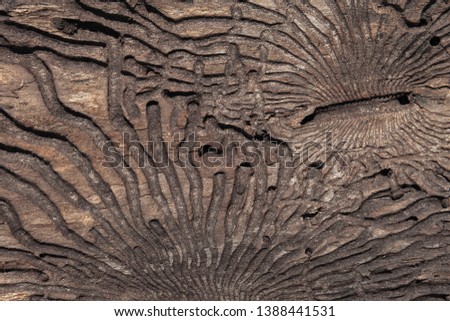 The texture of the inner surface of pine bark damaged by insect pests.