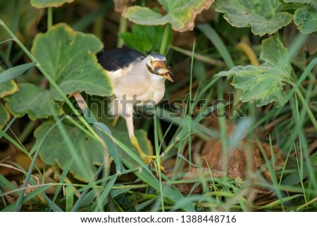 The Little Bittern (Ixobrychus minutus) is a wading bird in the heron family Ardeidae. Photo was taken in Bahrain