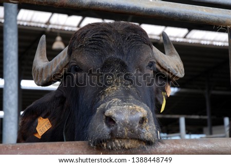 italian mediterranean buffalo feeds by extending its head over the barriers on a farm and dairy farm specializing in the production of buffalo mozzarella of campania region in paestum salerno italy Royalty-Free Stock Photo #1388448749