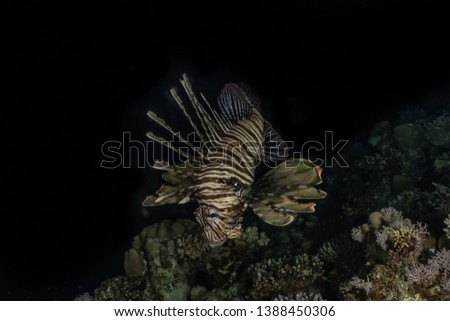 Lion fish in the Red Sea colorful fish, Eilat