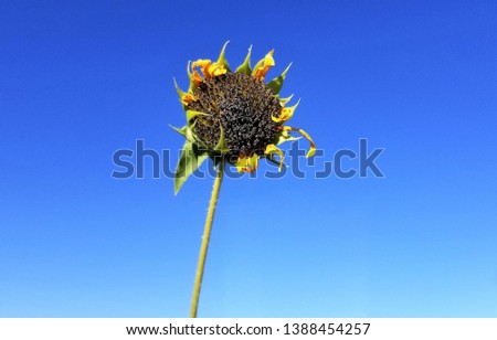 Died Dying Death Sunflower Closed Up with Sunny Bright Blue Sky Background