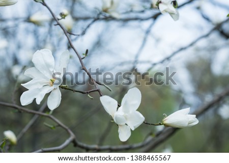 Sprig of magnolia tree with white flowers.