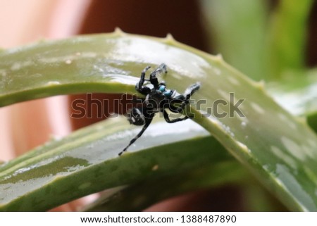 Black and white spider exploring aloe plants.