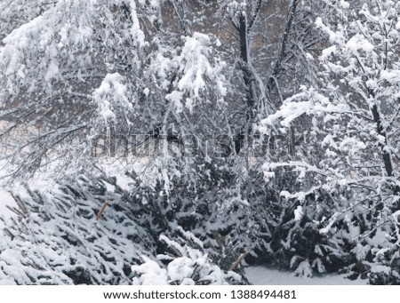 snow-covered trunks and tree branches in a pine park