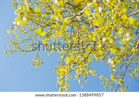 leaves of birch tree against the blue sky in the sunny spring day