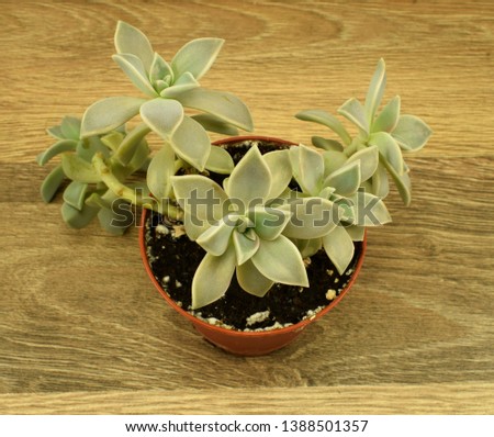 Graptopetalum paraguayense or stone rose on a wooden board