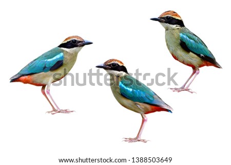Set of Fairy pitta (Pitta nympha) or so called Forest Angel isolated on white background, Fascinated wild animal