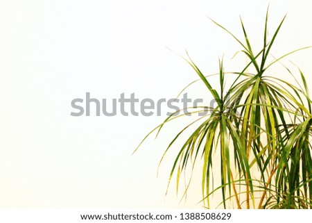 Houseplant in front of white wall