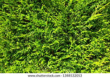 Beautiful and green plant texture, background