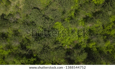 Green trees background top down view texture