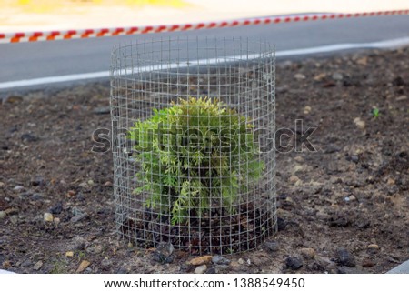 Young green bush plant fenced in mesh