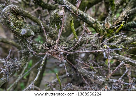 Tree branches, beautiful patterns, nature, illustrations