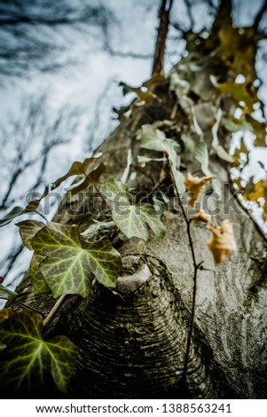 Close up art picture of common ivy climbing up on the old majesty hornbeam tree in wild forest