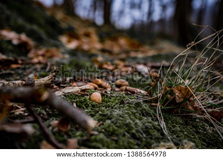 amazing art close up picture of acorns in the green moss in wild nature , blur background