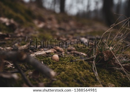 amazing art close up picture of acorns in the green moss in wild nature , blur background