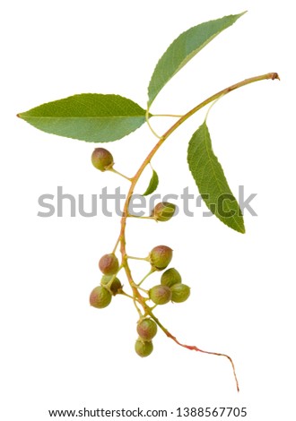 Young spring branch of spirea with berries isolated on white