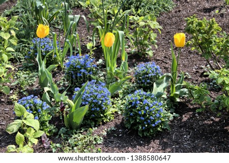 A picture of some Tulips