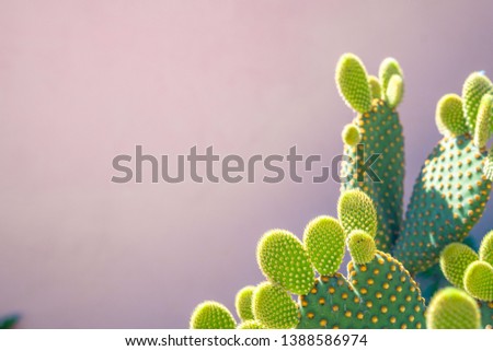 Blind Prickly Pear Cactus or Opuntia rufida against pink facade. Space for text
