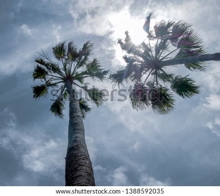 big sky view with two palm trees