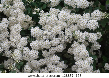 White bridal wreath spirea blossoms in early spring Royalty-Free Stock Photo #1388594198