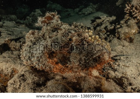 Scorpion fish Amazing camouflage in the Red Sea, Eilat Israel

