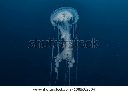 jelly fish in the Red Sea colorful and beautiful, Eilat Israel
