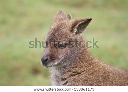 A Red-necked Wallaby - Macropus rufogriseus