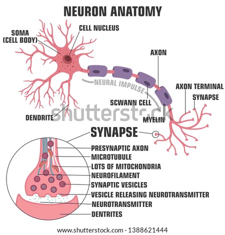Vector scientific icon structure of neuron and synapse. Description of the anatomy of the neuron of the brain and synapse. Illustration of the structure of a neuron and synapse in a flat minimalism Royalty-Free Stock Photo #1388621444