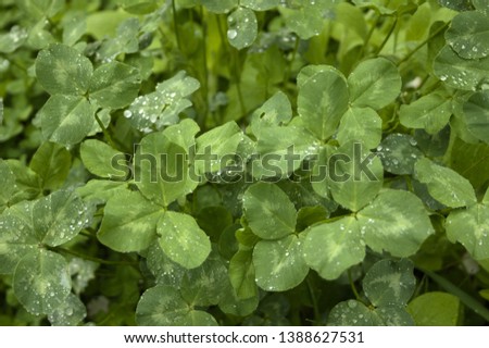 green fresh clover with raindrops
