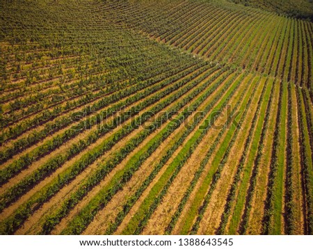 Drone view of a green summer vineyard at sunset