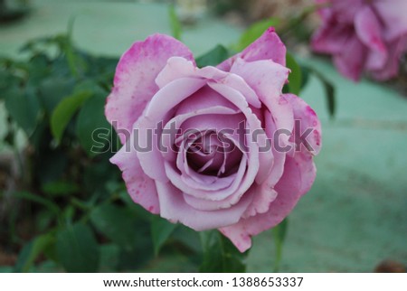 Lilac Floral Rose Flower Portrait