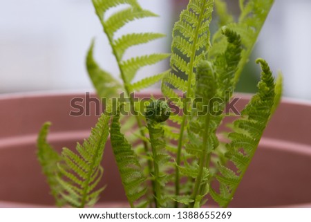 Potted California fern leaves uncurling as they grow in the spring 