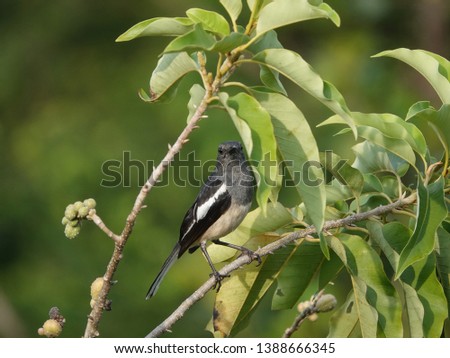 Oriental Magpie (Copsychus Saularis), little bird perch on the tree branch in the morning.  View from Window in Thailand.                            
