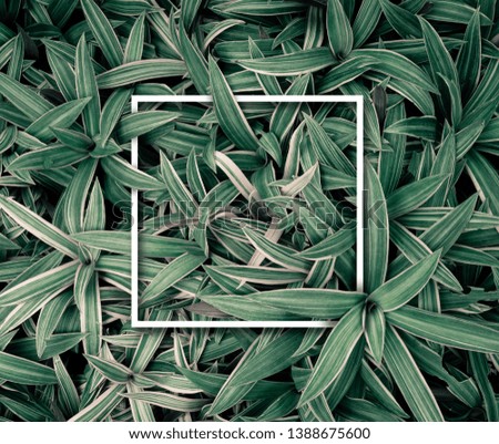 Creative layout made of tropical leaves with paper card frame and space for note. Flat lay top view . Nature concept image.