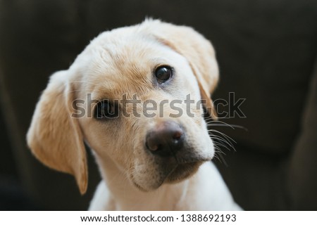 Puppy dog head tilted and looking at camera closeup, funny pose. Royalty-Free Stock Photo #1388692193