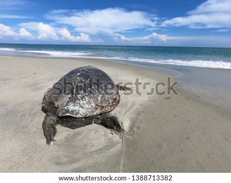 Dead Sea Turtle, Talaimannar, Sri Lanka