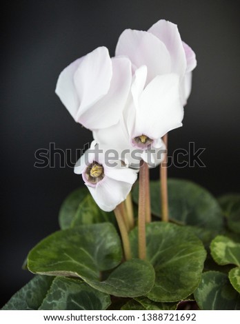 natural live beautiful flowers on a black background, home plant, card