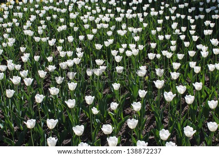 image of white tulips on the flower-bed